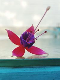 Close-up of pink flower