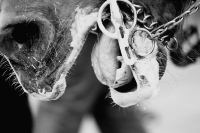 Close-up of horse