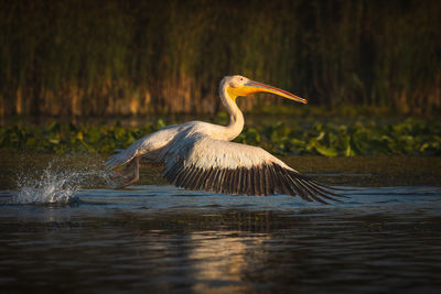 Wild beautiful birds from danube delta, romania. wildlife photography