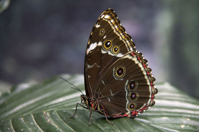 Close-up of butterfly on flower