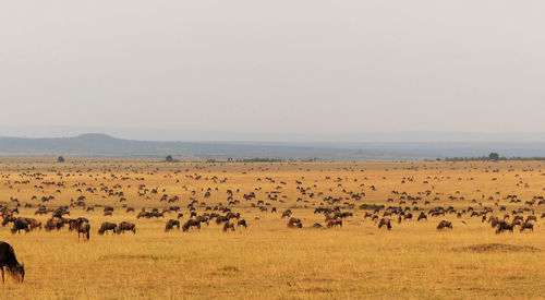 Wildebeests on field against sky