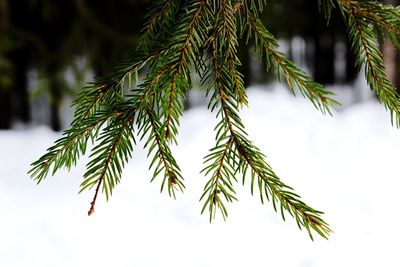 Close-up of pine tree branch during winter