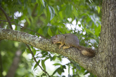 Low angle view of squirrel on tree