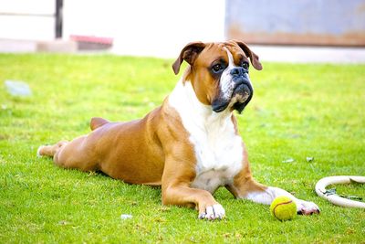 Portrait of dog on grassy field