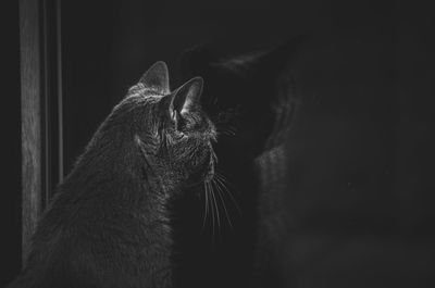 Close-up of a cat