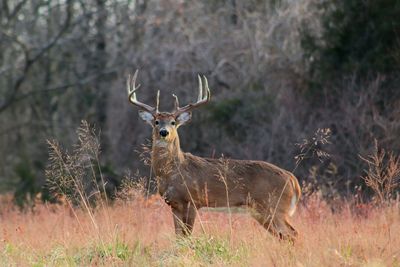 Deer in field 