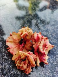 Close-up of wilted flower plant