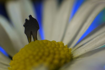 Close-up of flower against blurred background