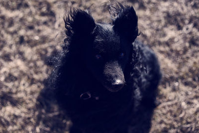 Close-up of black puppy