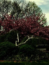 Trees growing on field