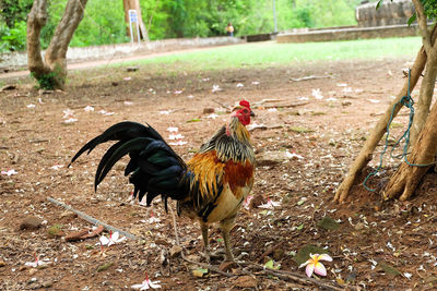 Flock of birds on land