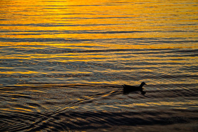 Ducks swimming on lake during sunset