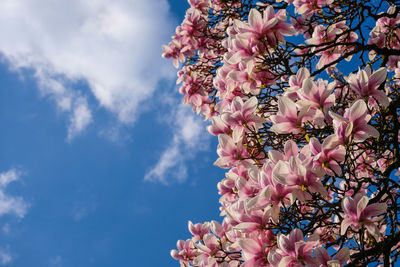 Low angle view of pink cherry blossoms against sky