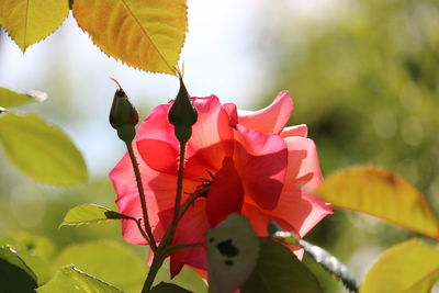 Close-up of pink flowering plant leaves