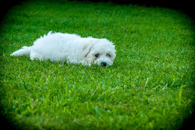 White dog lying on grass