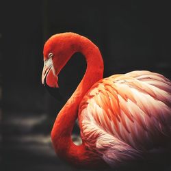 Close-up of flamingo