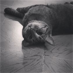 High angle view of dog resting on floor