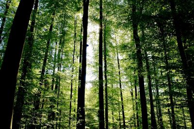 Low angle view of trees in forest