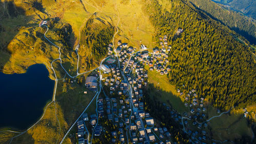 High angle view of plants and trees in city