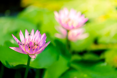 Close-up of pink flowering plant