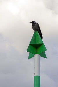 Low angle view of bird perching on pole against sky