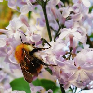 Close-up of bee pollinating on purple flower