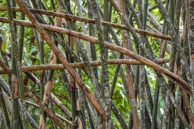 Low angle view of bamboo plants in forest