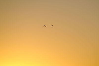 Low angle view of eagle flying against clear sky