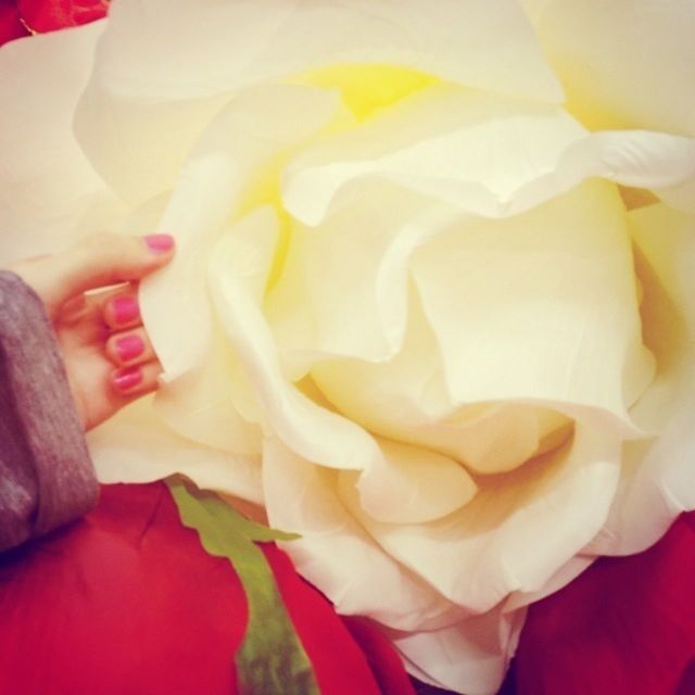 flower, freshness, rose - flower, petal, indoors, close-up, flower head, fragility, full frame, red, rose, person, pink color, part of, detail, high angle view, backgrounds, beauty in nature