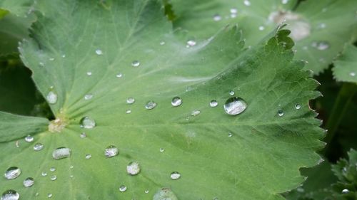 Close-up of water drops on leaves