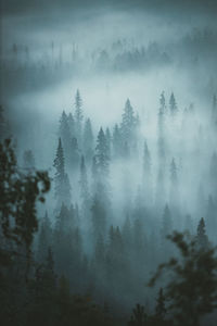 Low angle view of trees against sky