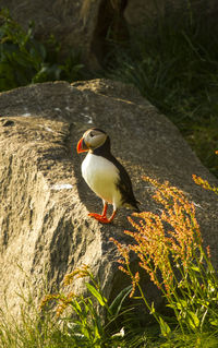 Bird perching on rock