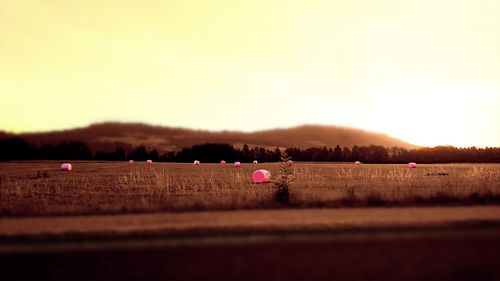 Scenic view of field against sky