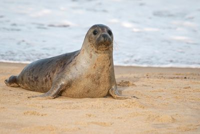 Close-up of sea lion on beach