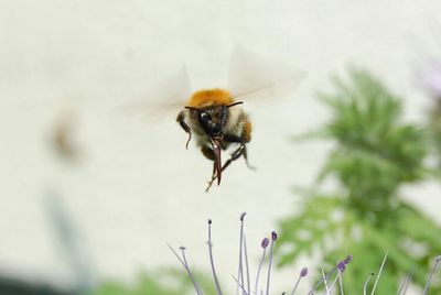 Close-up of bee pollinating on flower