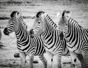 Zebras standing in a field