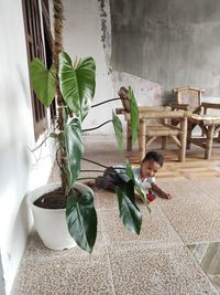 Potted plants on wall at home