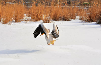 White heron on field during winter