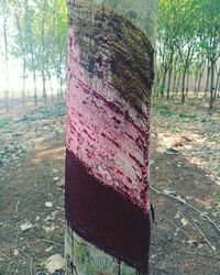 Close-up of tree trunk in forest