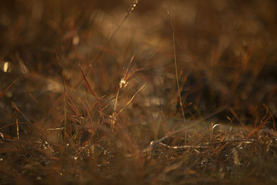 Full frame shot of crops on field