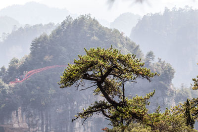 Tree on mountain against sky