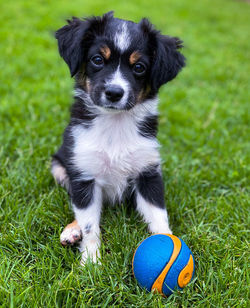 Close-up of dog on grass
