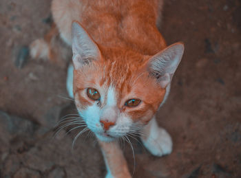 Close-up portrait of a cat