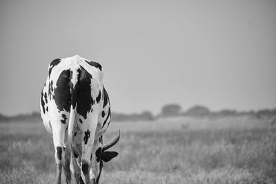 View of a bird on a field