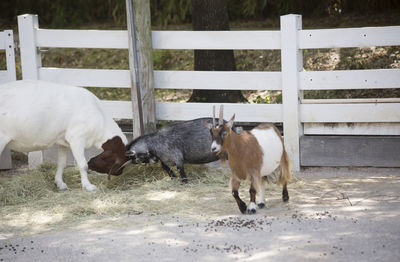 Horses in a field