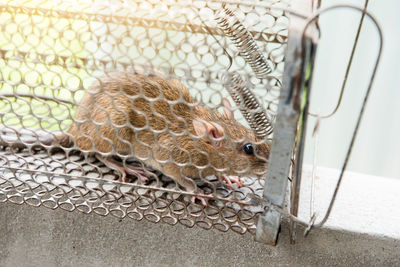 Close-up of snake in cage