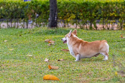 Sideview photo of chubby pembrokeshire welsh corgi dog