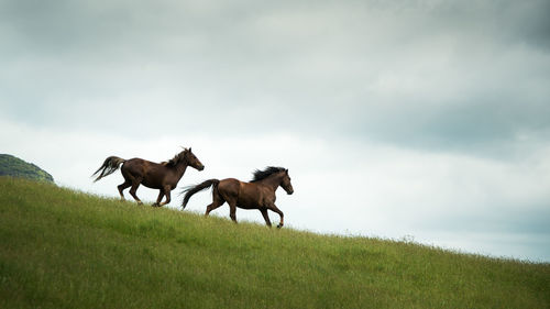 Horses on a field