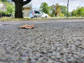 Surface level of dry leaves on street in city