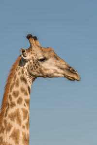 Low angle view of giraffe against sky